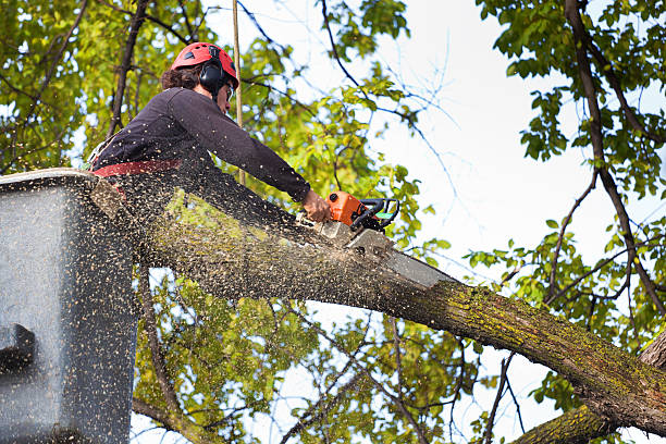 Best Dead Tree Removal  in Riner, VA